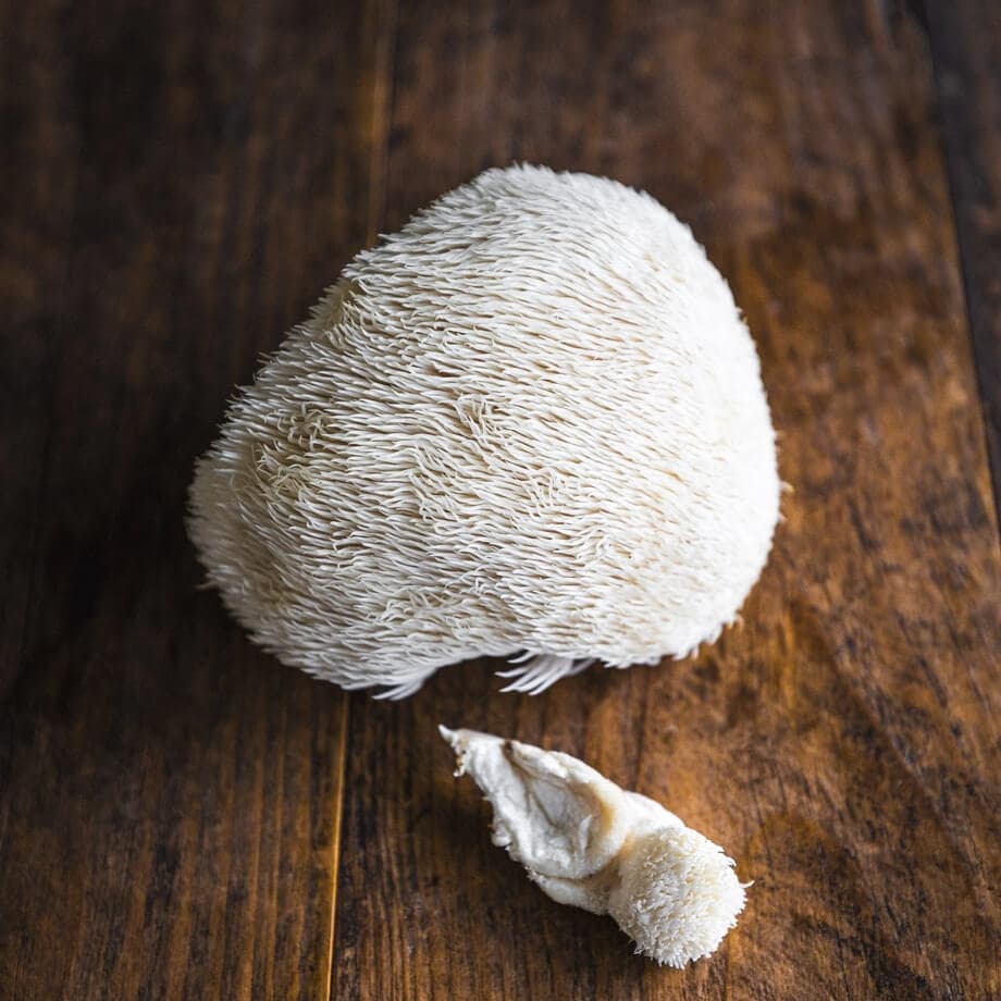 Lion's Mane Substrate Block